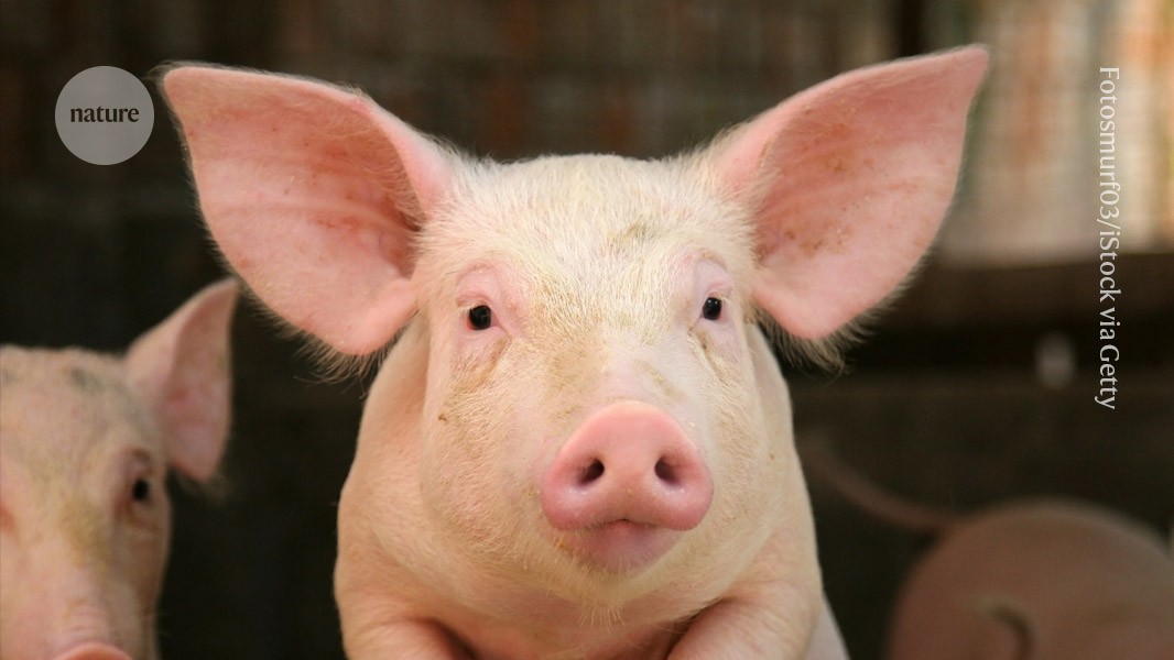 Lab-grown oesophagus restores pigs’ ability to swallow