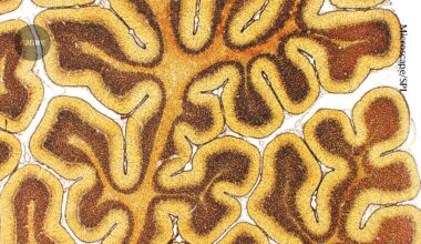 First atlas of brain organization shows development over a lifetime