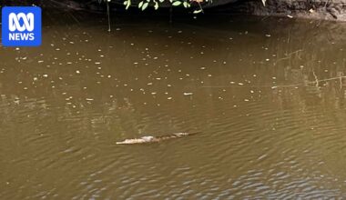 Crocodiles spotted in Newcastle creek