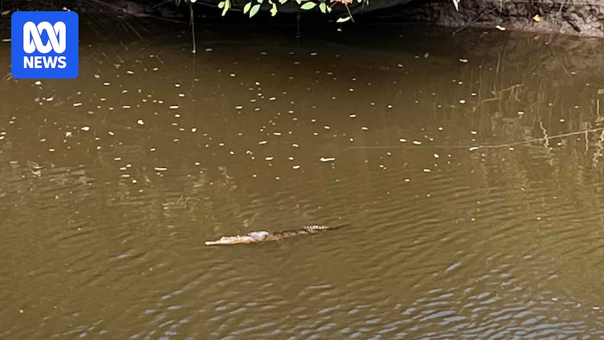 Crocodiles spotted in Newcastle creek