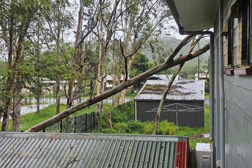 Tree leaning against house