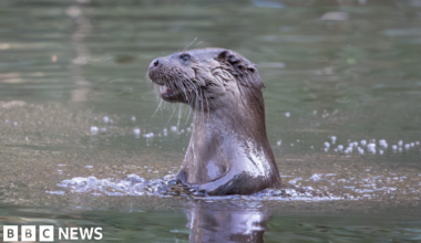 Picture of Lando Norris, Alexandra Saint Mleux, Lisa, Lewis Hamilton, Serena Williams, Charles Leclerc and Kim Kardashian