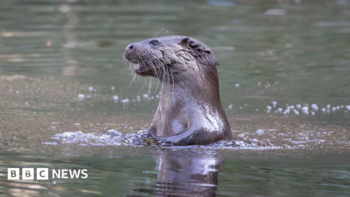 Picture of Lando Norris, Alexandra Saint Mleux, Lisa, Lewis Hamilton, Serena Williams, Charles Leclerc and Kim Kardashian