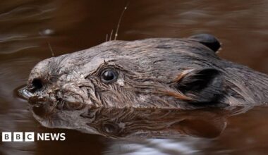 A beaver swimming