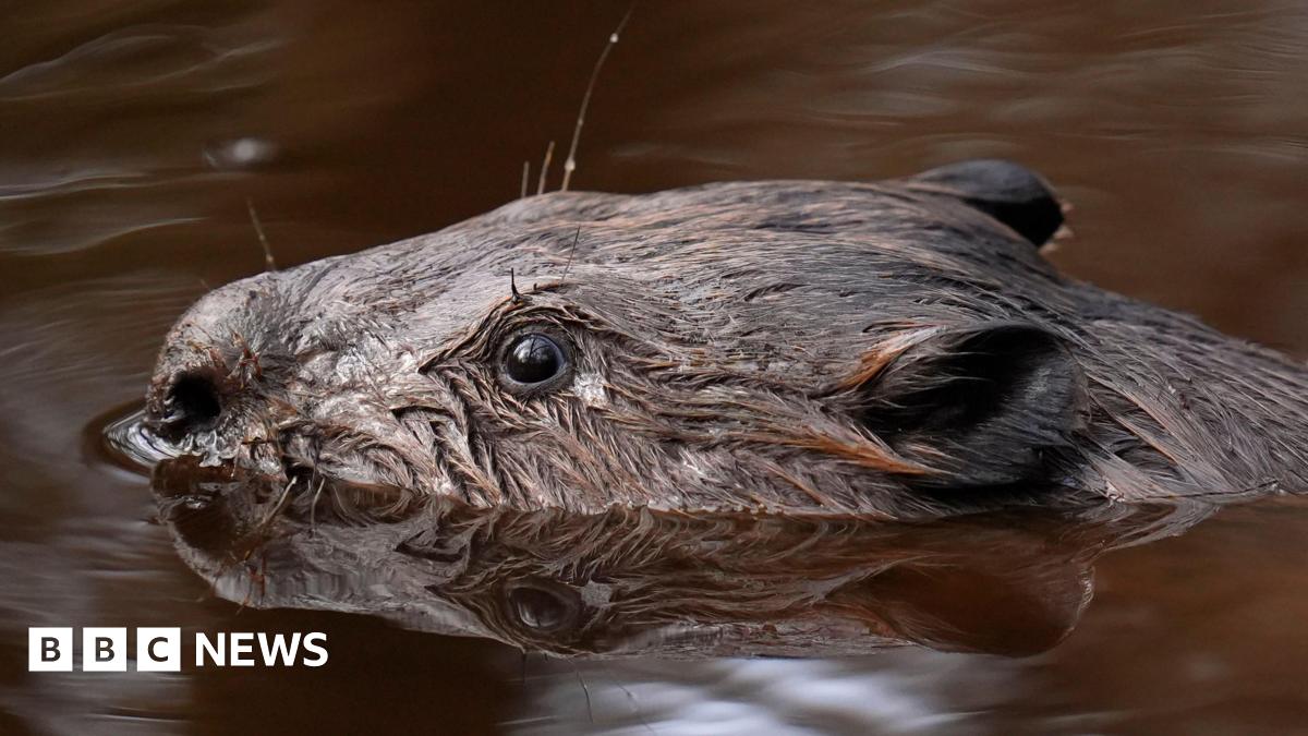 A beaver swimming