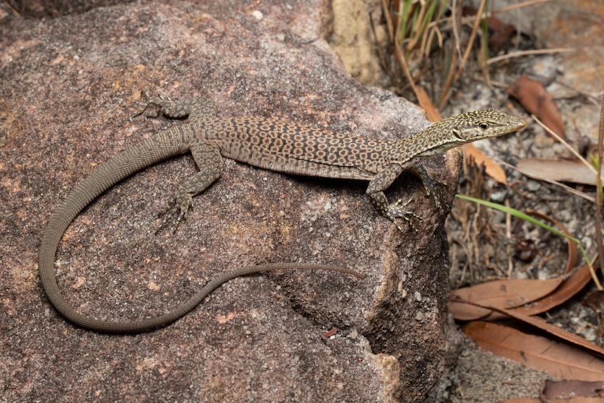 A yellow-headed rock monitor on a rocky surface.