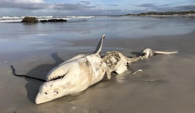 One Predator Scares Away White Sharks Even More Than Orcas : ScienceAlert