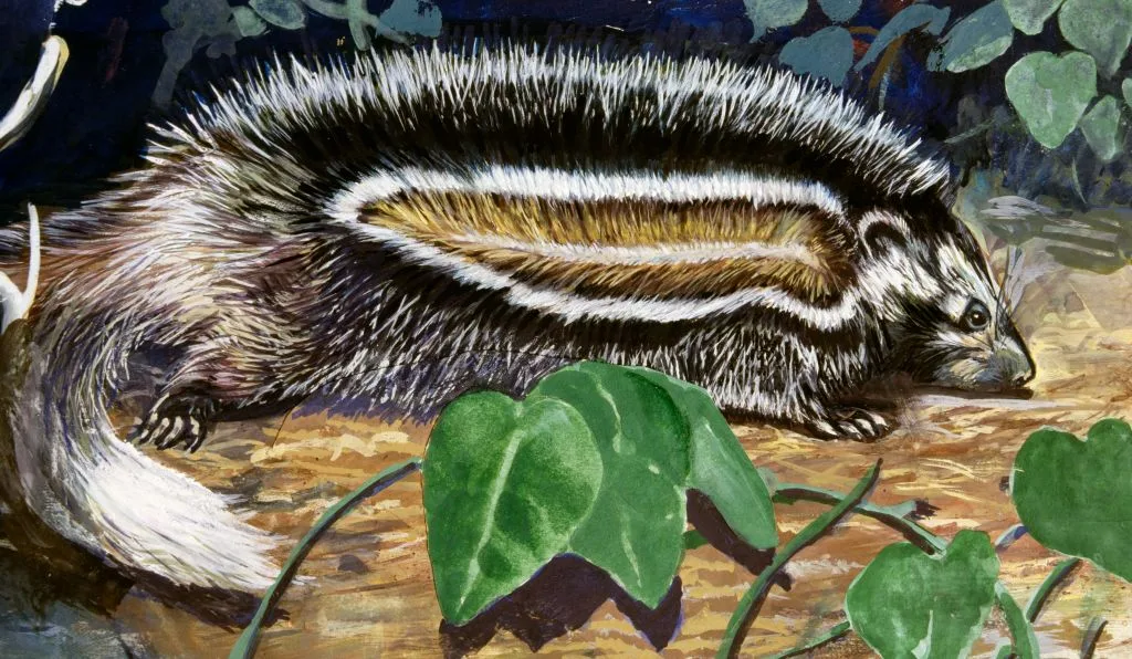 Drawing of a rat with black and white hair