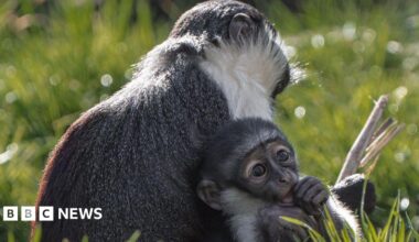 Roloway monkey Masaya holds her newborn Lagertha who is facing the camera. They are sitting in long grass at Chester Zoo on a sunny day.