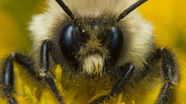 We Finally Know How Bumblebee Queens Can Survive Underwater For Days