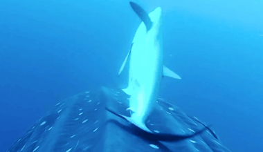 Divers Spot A Giant Ocean Creature Surrounded By An Entire Ecosystem