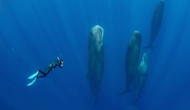 Divers Stumble Upon Elusive Giant Creatures Beneath The Caribbean Waters