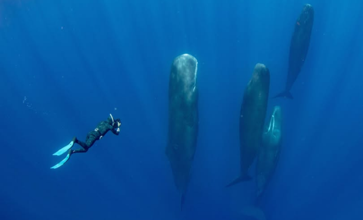 Divers Stumble Upon Elusive Giant Creatures Beneath The Caribbean Waters