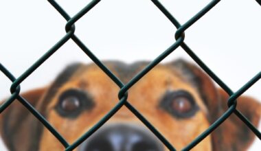 March: euthanasia rates for stray dogs triple | News and features