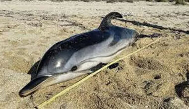 cover Dead dolphin found on Paphos beach