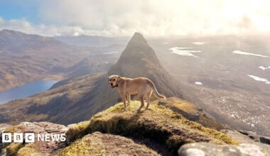 A Labrador dog looking into the camera, while on a mountain perch on a very sunny day, with other mountains and rivers stretching into the distance.
