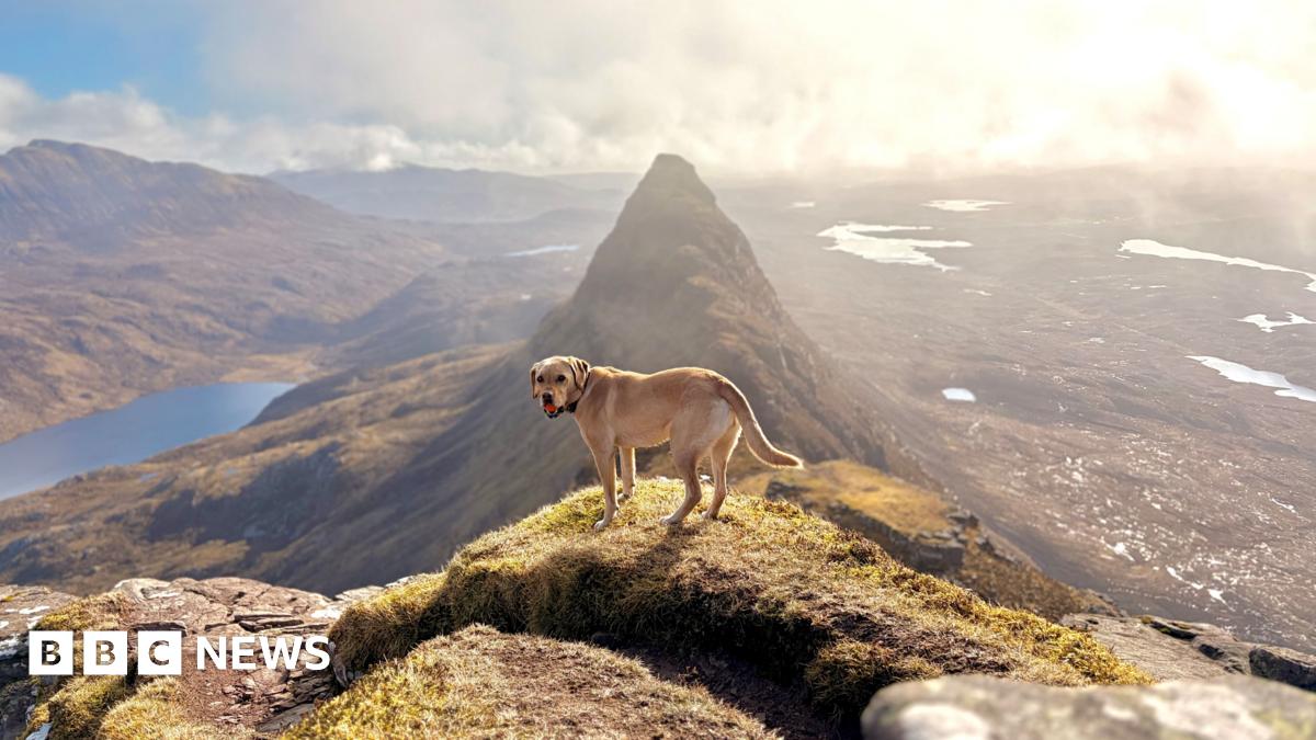 A Labrador dog looking into the camera, while on a mountain perch on a very sunny day, with other mountains and rivers stretching into the distance.