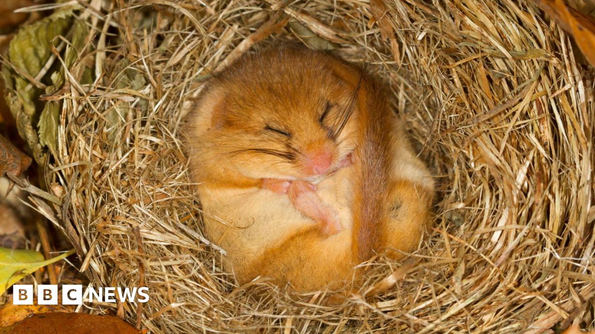 A blurry photo shows a dormouse curled and sleeping, resting on its back on someone's hand.