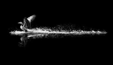 A black and white image captures a bird splashing across water, wings spread, creating ripples against a dark backdrop