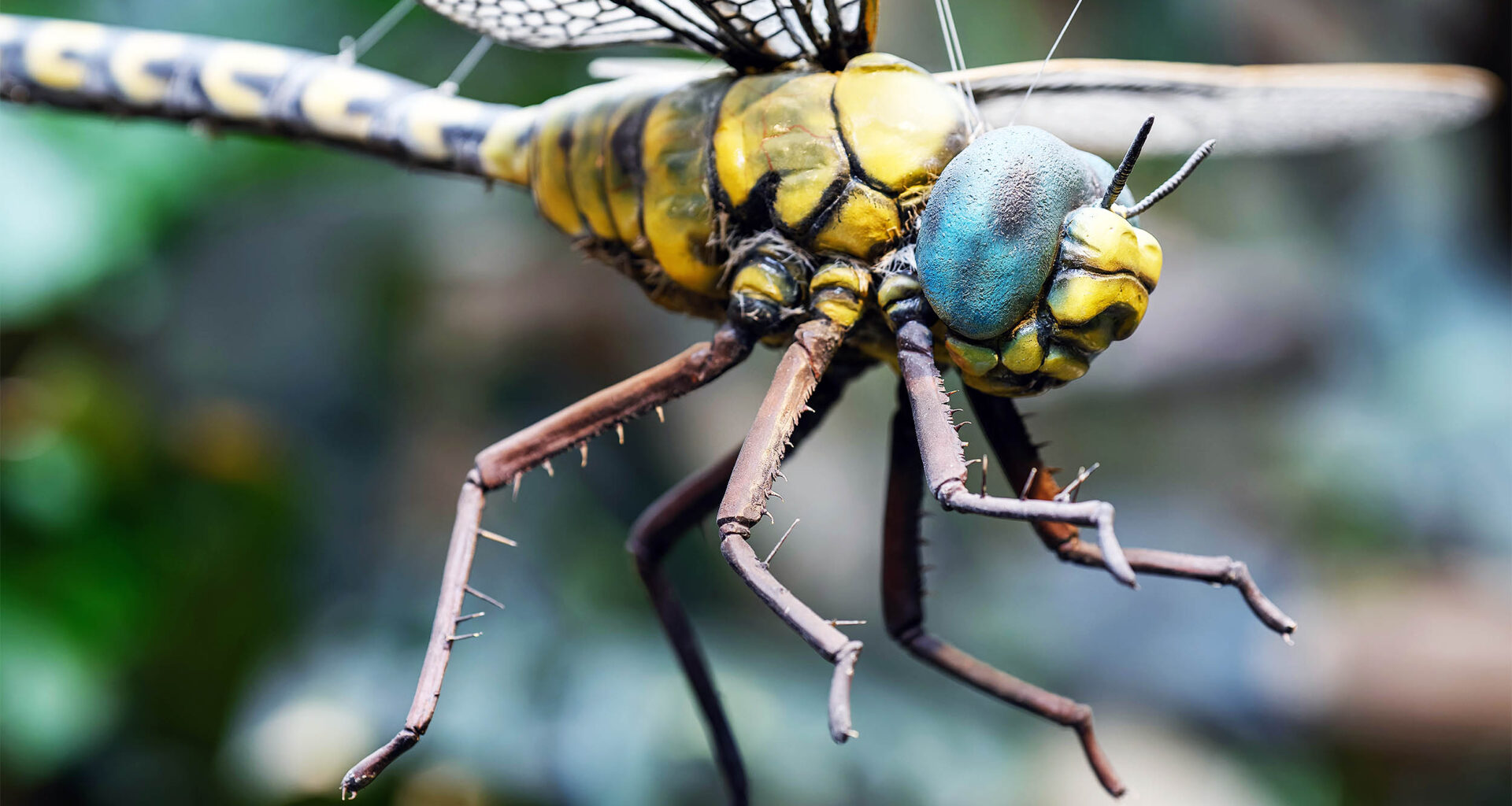 Earth's first insects were massive with wingspans over two feet long