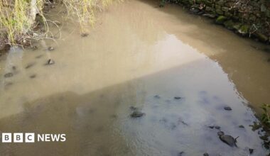 A light brown stream with stones and some green overhanging leaves