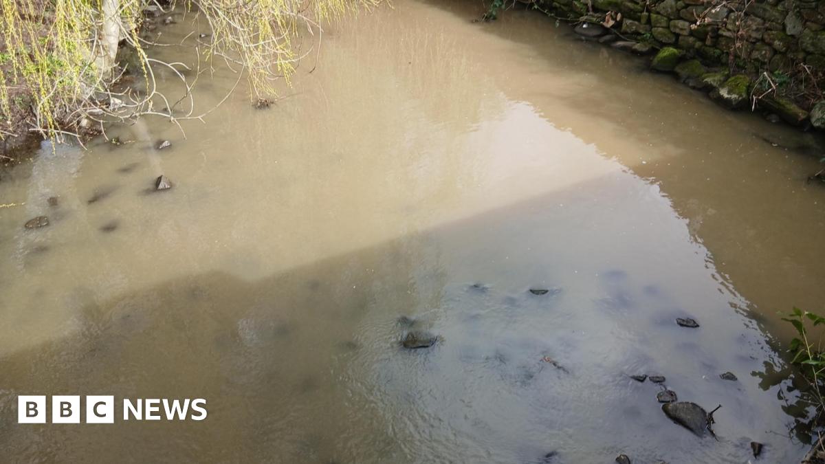 A light brown stream with stones and some green overhanging leaves