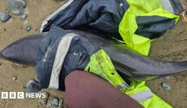 A porpoise wrapped in a high-vis jacket laid on a sandy beach. There is a man's knee next to the porpoise - wearing burgundy trousers.