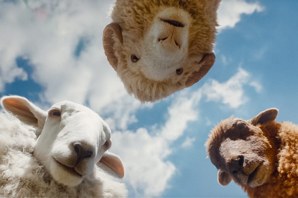 the sheep detectives
