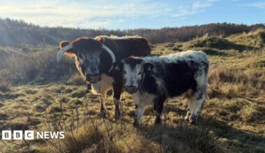 Two brown and white English longhorn cows are standing side by side on a grassy sand dune in Formby.
