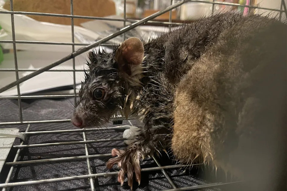 The damp possum after being rescued.