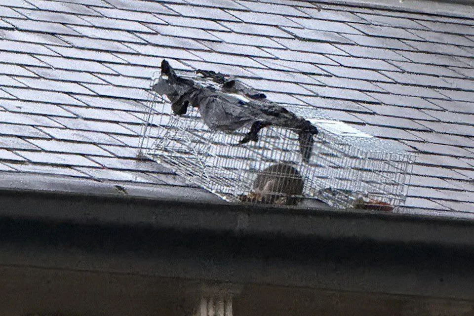 A ringtail possum trapped on the roof of a Melbourne home in a cage.