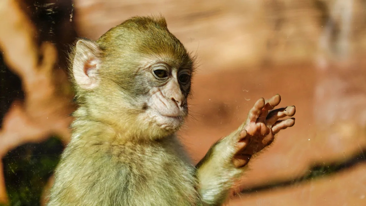 Punch the Baby Monkey Is Now Waving at His Adoring Fans Like the King He Is