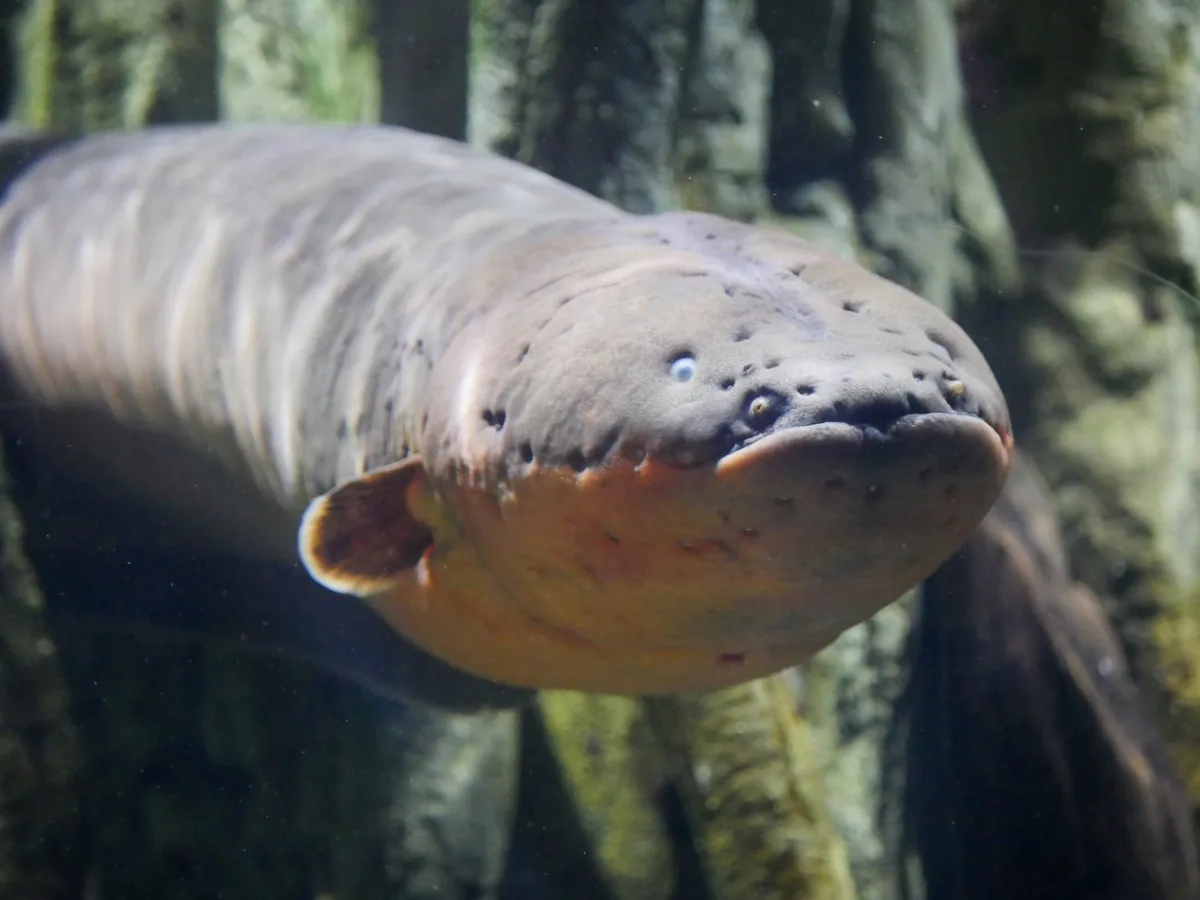 Electric eel also known as Electrophorus electricus fish