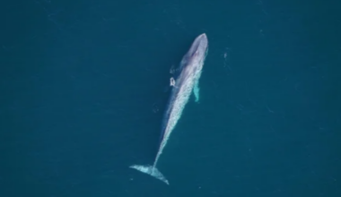 Endangered Blue Whales Spotted Near Massachusetts Coast A Rare Sighting That Sparks Concerns