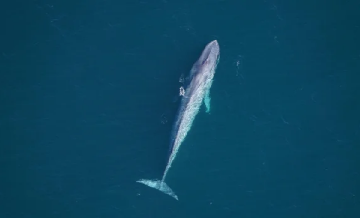 Endangered Blue Whales Spotted Near Massachusetts Coast A Rare Sighting That Sparks Concerns