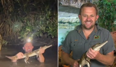 Reptile wrangler dives into Newcastle creek on NSW’s Hunter Region to catch freshwater crocodile