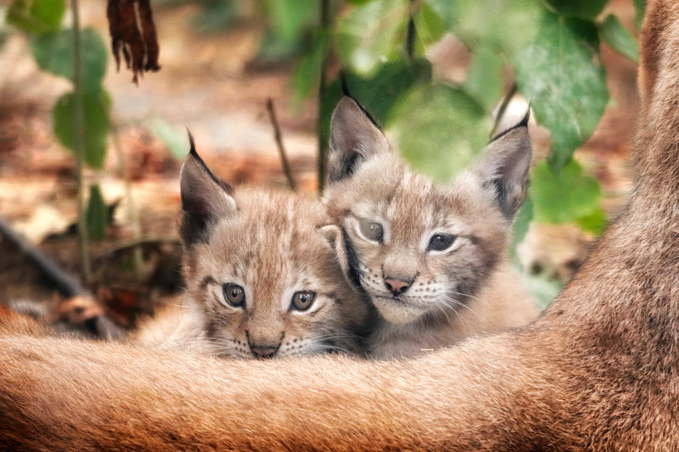 Two baby European lynx with light brown fur and dark eyes peek from behind a larger lynx.