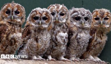 Stock image of five tawny owls