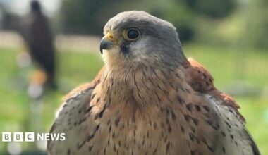 A grey and orange kestrel with its wings flared