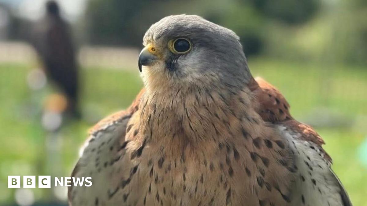A grey and orange kestrel with its wings flared