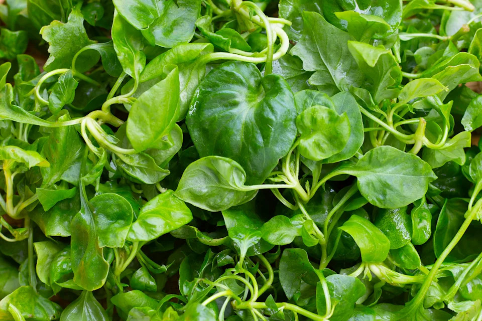 Fresh watercress in bamboo basket