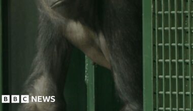 Gorilla moving from a green cage into a straw-lined room