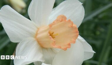 A white daffodil with a salmon-pink centre.