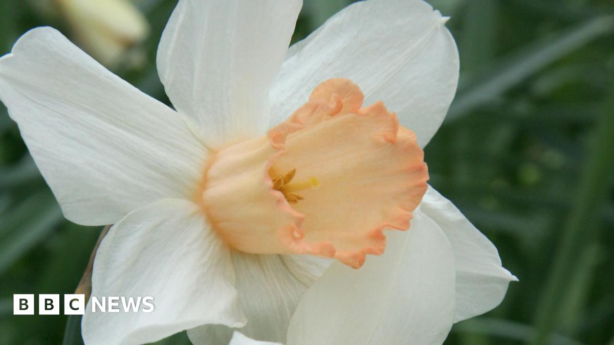 A white daffodil with a salmon-pink centre.