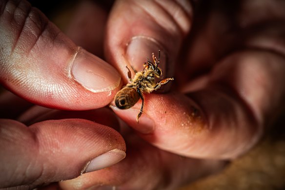 Liz Frost checks a bee for varroa mite. Expanding the medicinal market for honey could help an industry under extreme stress.