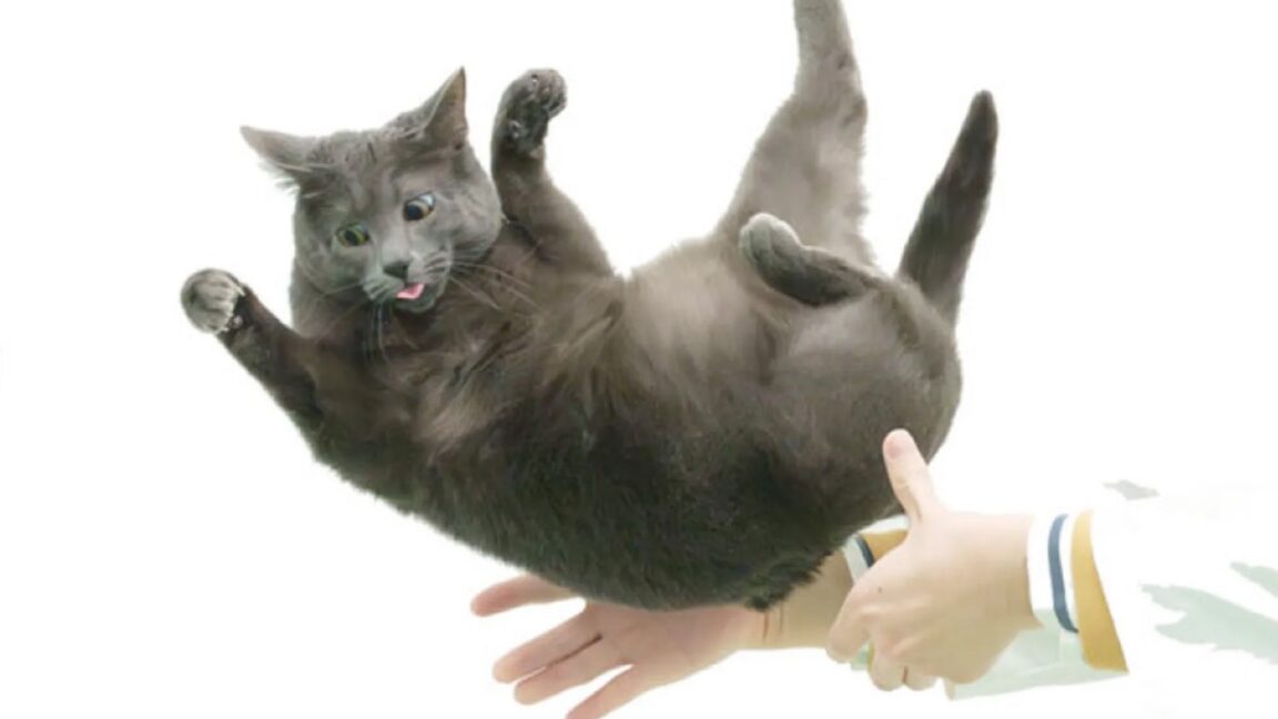 A representative frame sequence illustrating sequential rotation of the anterior and posterior trunk without counterrotation during air-righting.