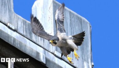 Peregrine falcon in flight with bright yellow feet and rear area of beak.  a building can be seen to the side and the sky is a vibrant blue.