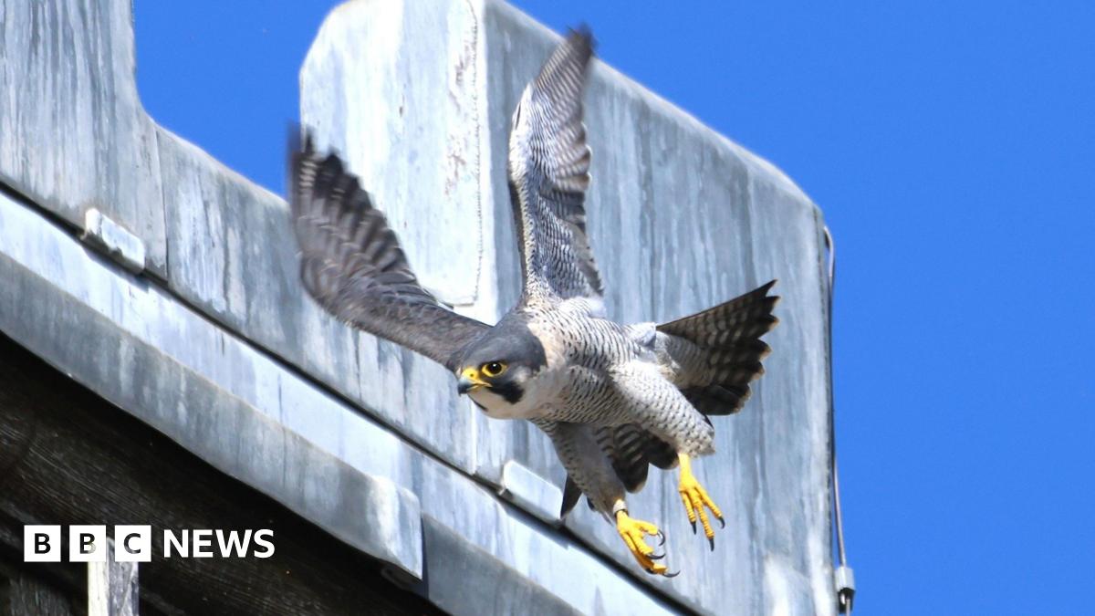 Peregrine falcon in flight with bright yellow feet and rear area of beak.  a building can be seen to the side and the sky is a vibrant blue.