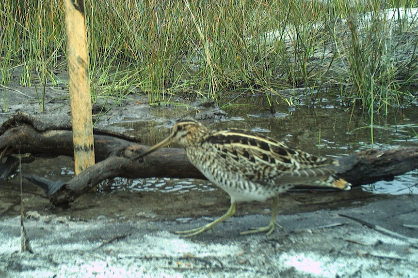 A bird walks past a trail camera.