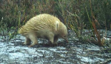 First-Ever Camera Survey of Remote Tasmanian Island Reveals Rarely-Seen Animals